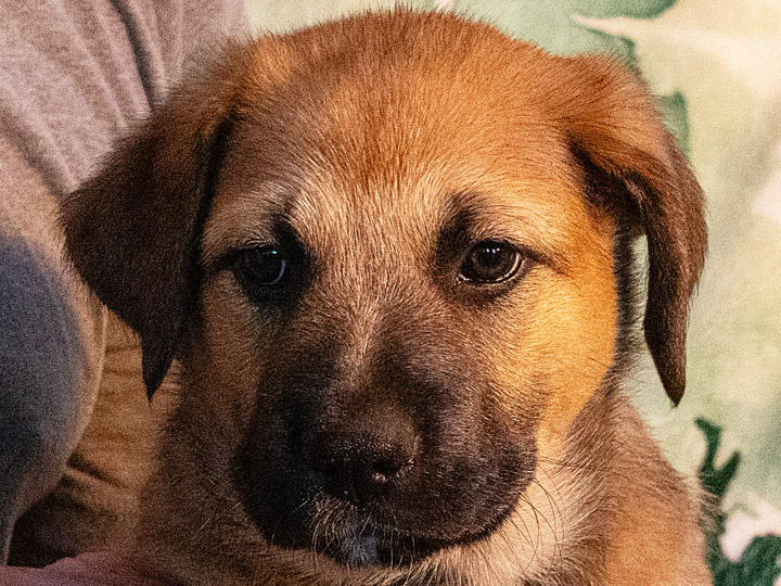 chinook puppy